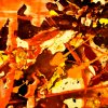 Glut