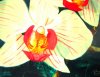 Orchidee