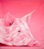 Schwein