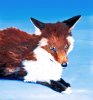 Schloss Blumenfelds Fuchs