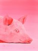 Seestrassengalerieschwein