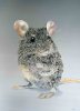 Graue Maus